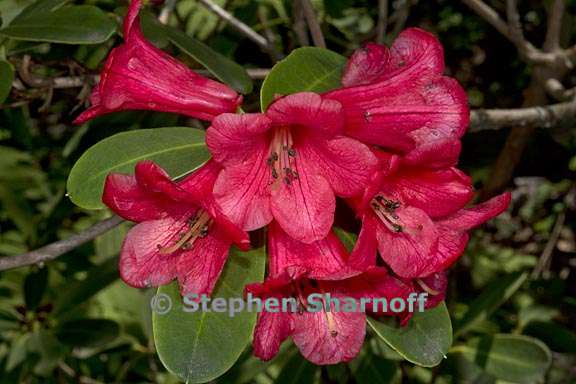 rhododendron neriflorum ssp neriflorum subsect neriflorum 2 graphic